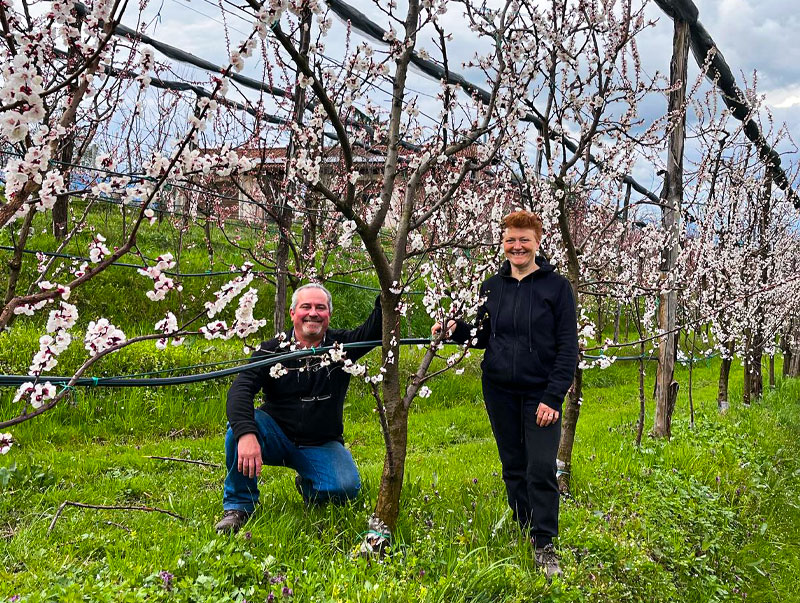 Coltivazione di mele nella Valle Bronda, Azienda Agricola Grosso Silvana